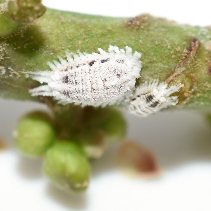 Mealy bug succulent pest