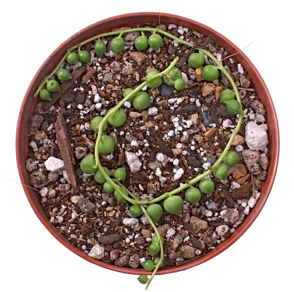 String of Pearls: Succulent Stems You'll Love - Epic Gardening