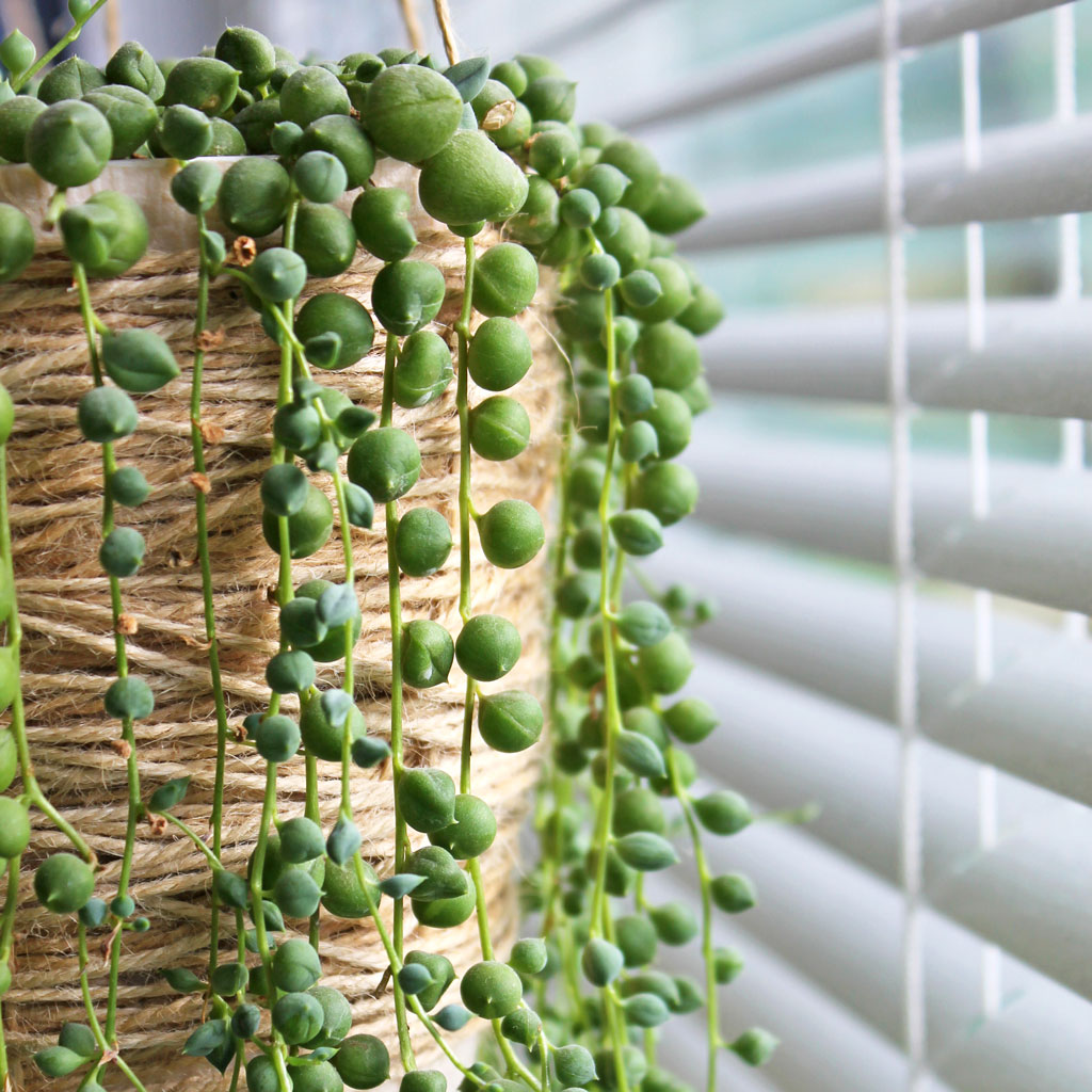 String of Pearls in window