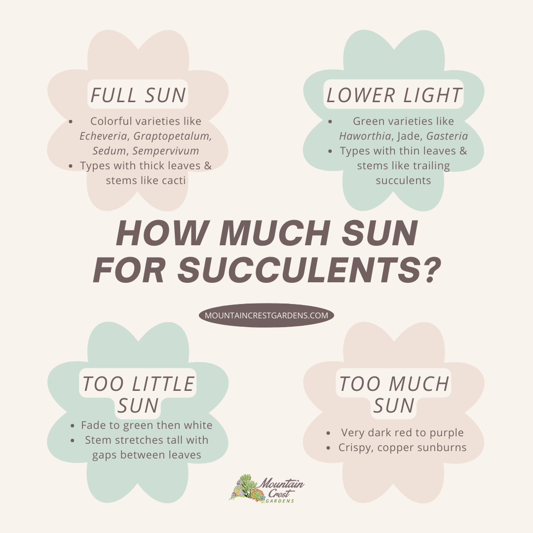 How much sun for succulents