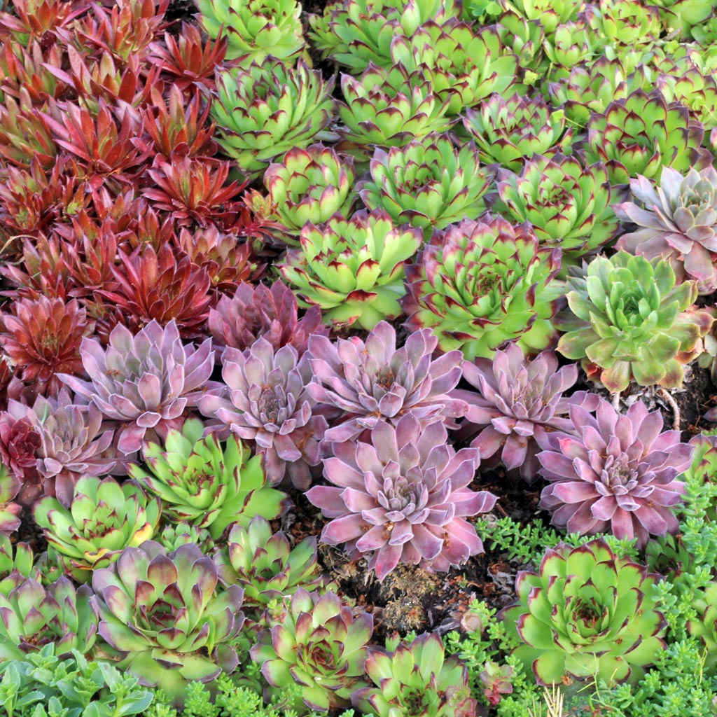 Should You Put Your Sempervivum In Full Sun 