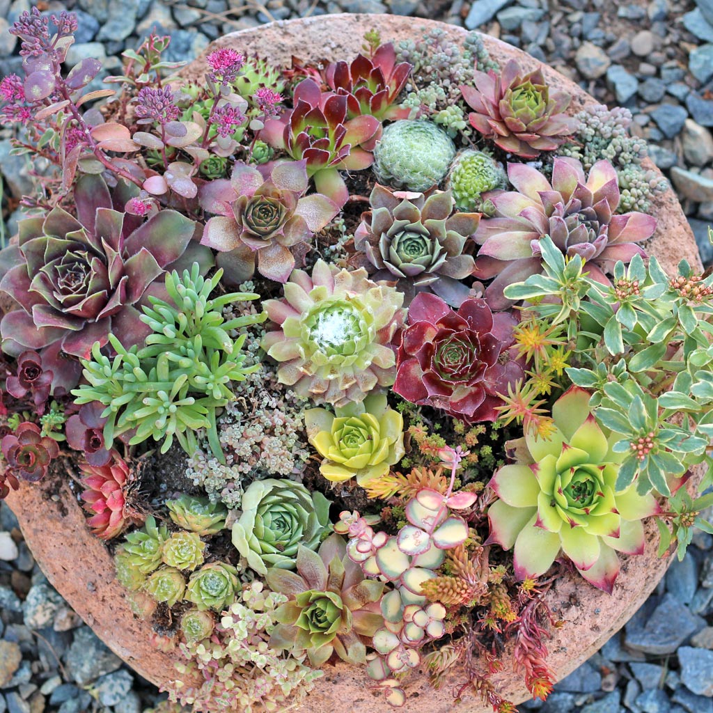 Too Much Sun for Hens and Chicks: Here's What Happens ...