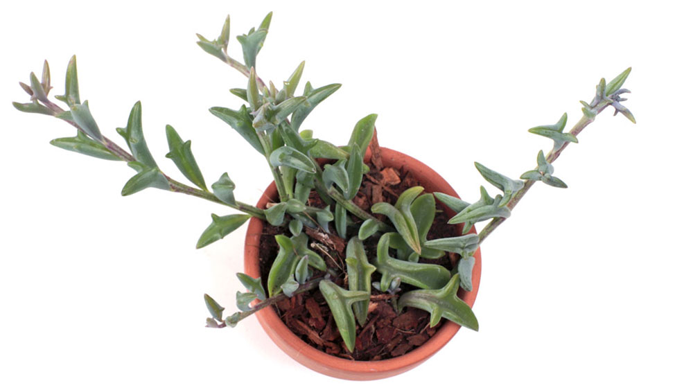 Succulent Dolphin Plant