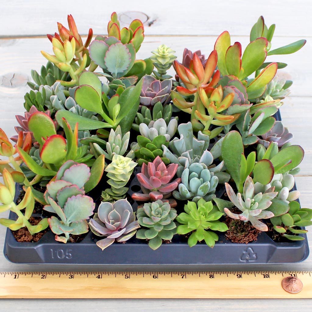 Soft Succulent Plug Tray