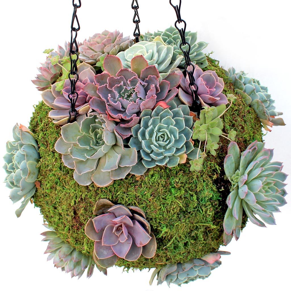 Hanging Moss Ball Planter