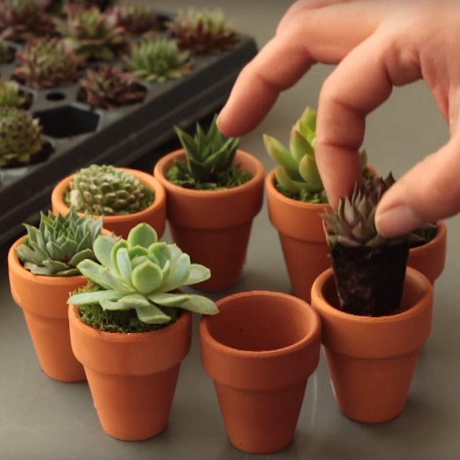 Succulent Party Favors