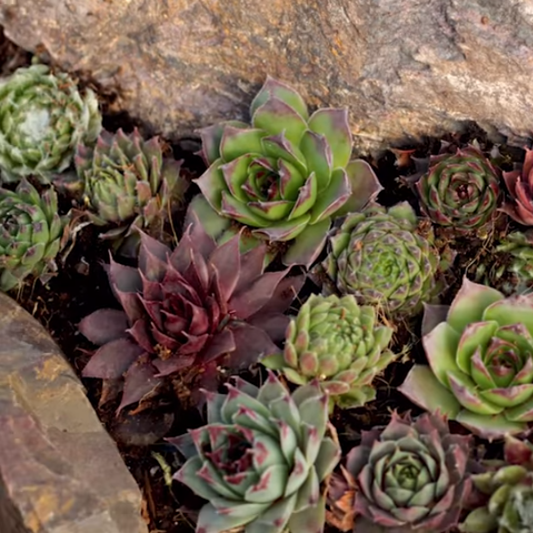 Hardy Succulent Rock Garden