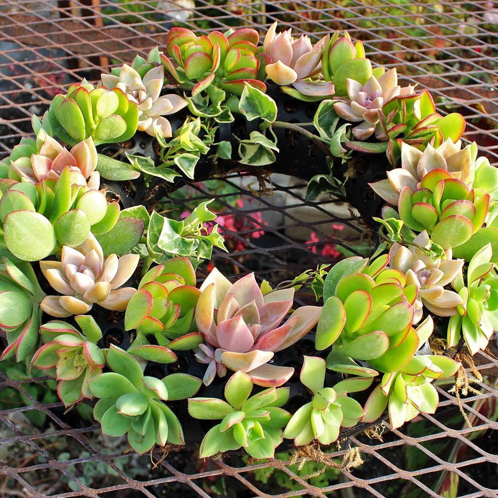 Succulent Wreath