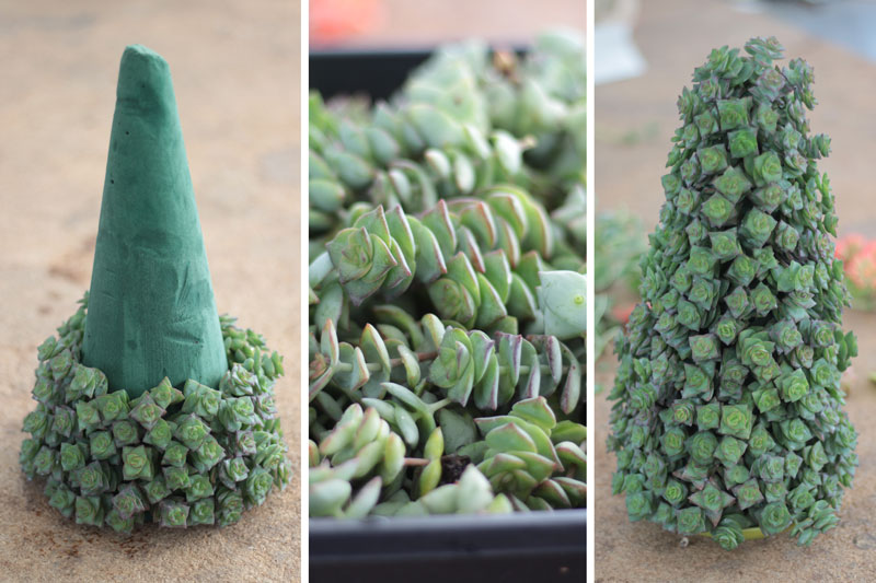 Tree being made from succulent cuttings