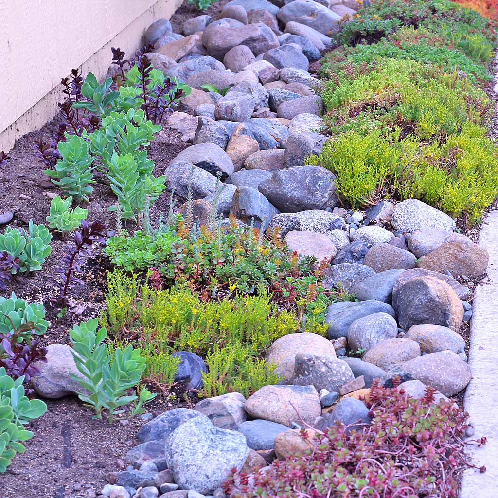 Succulent Rock Garden