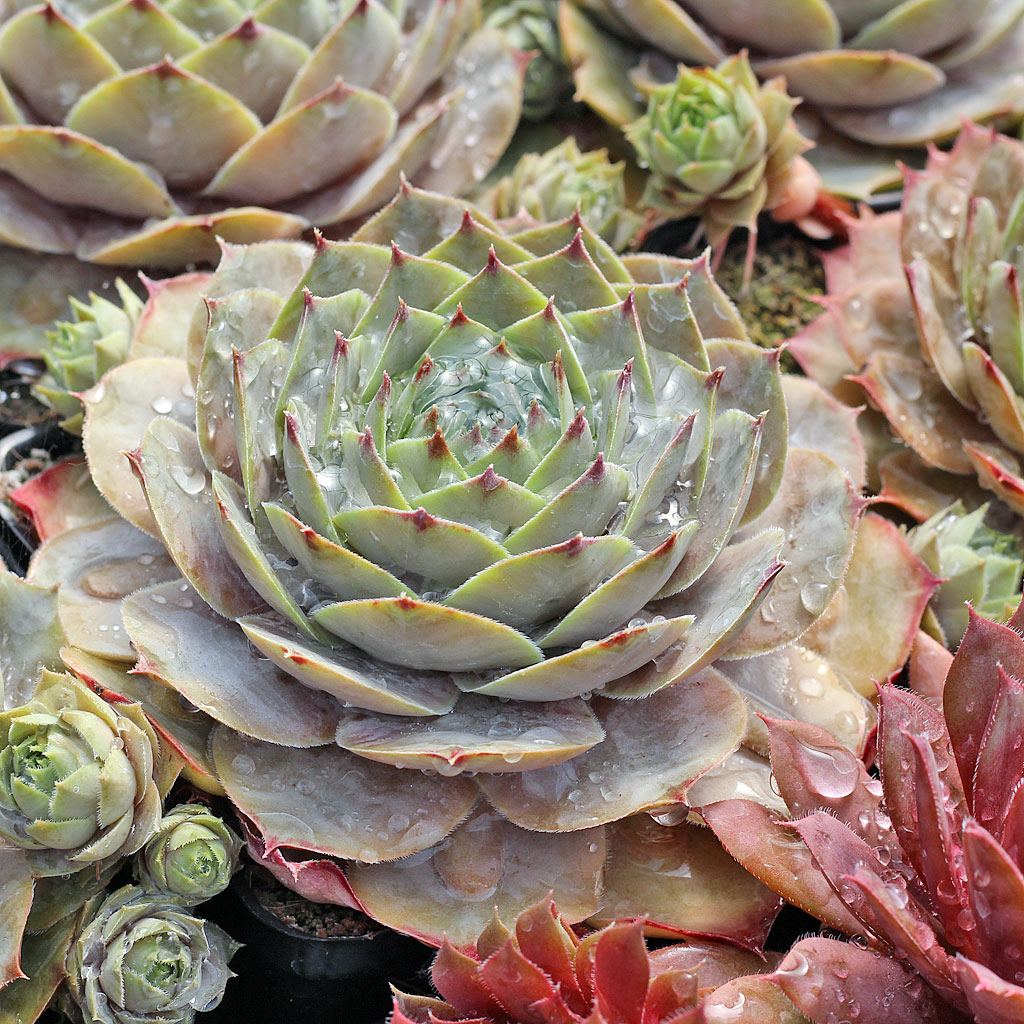 水やりしたSempervivum 'Rita Jane'