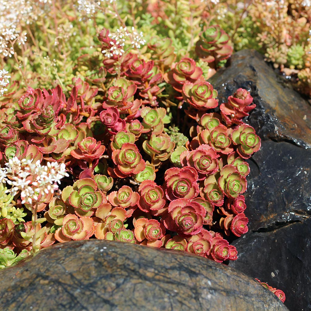 Sedum spurium 'Fuldaglut'