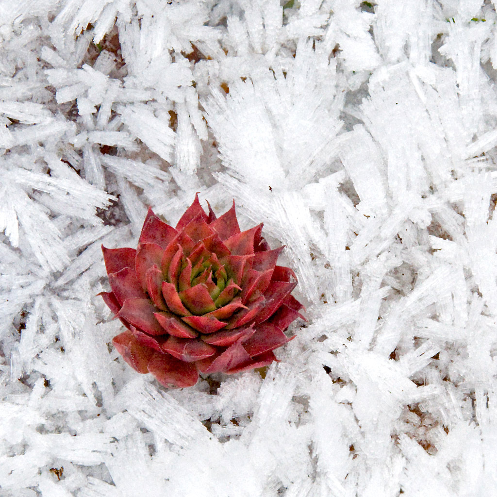 Sempervivum duro na neve