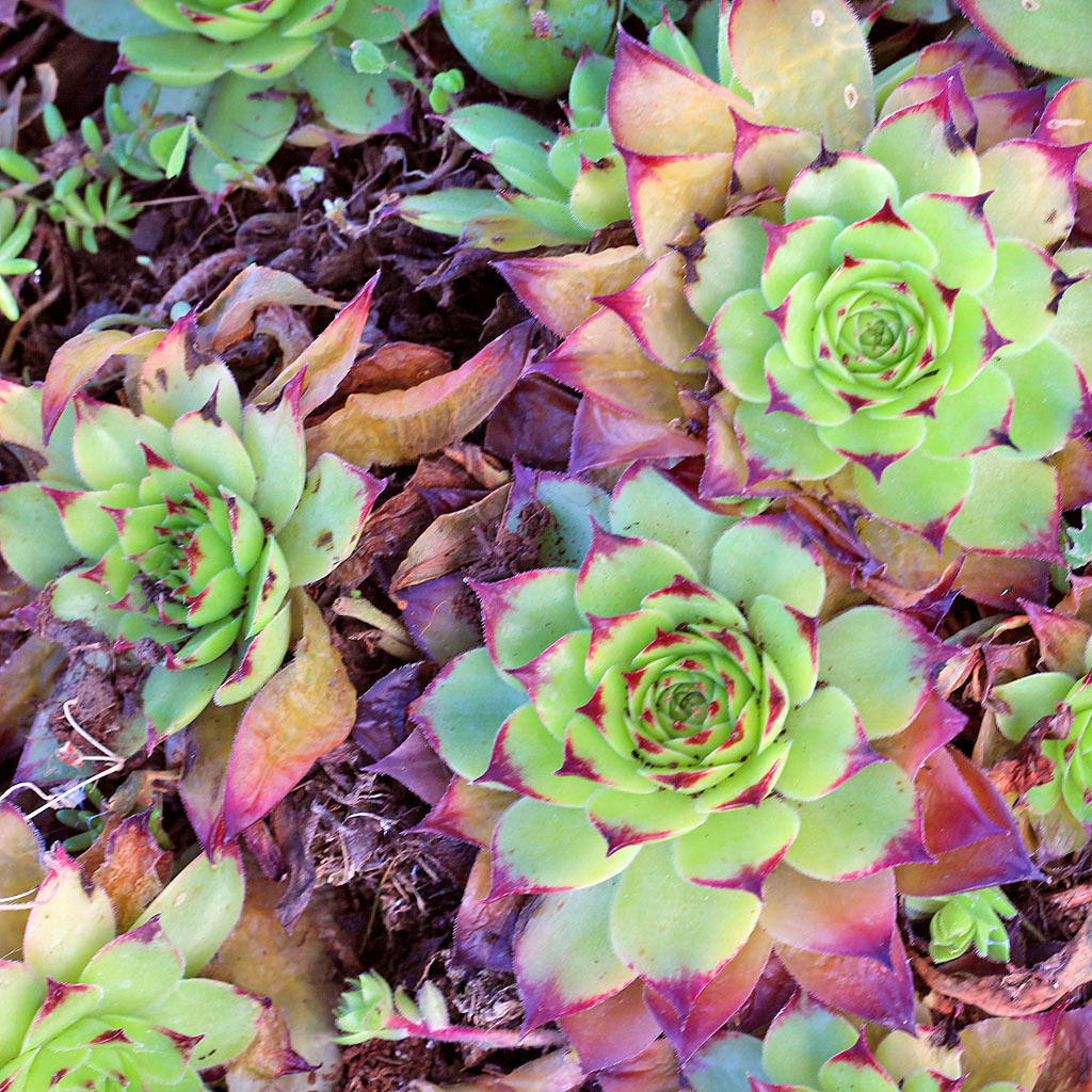 Túlöntözött Sempervivum tectorum 'Isella'