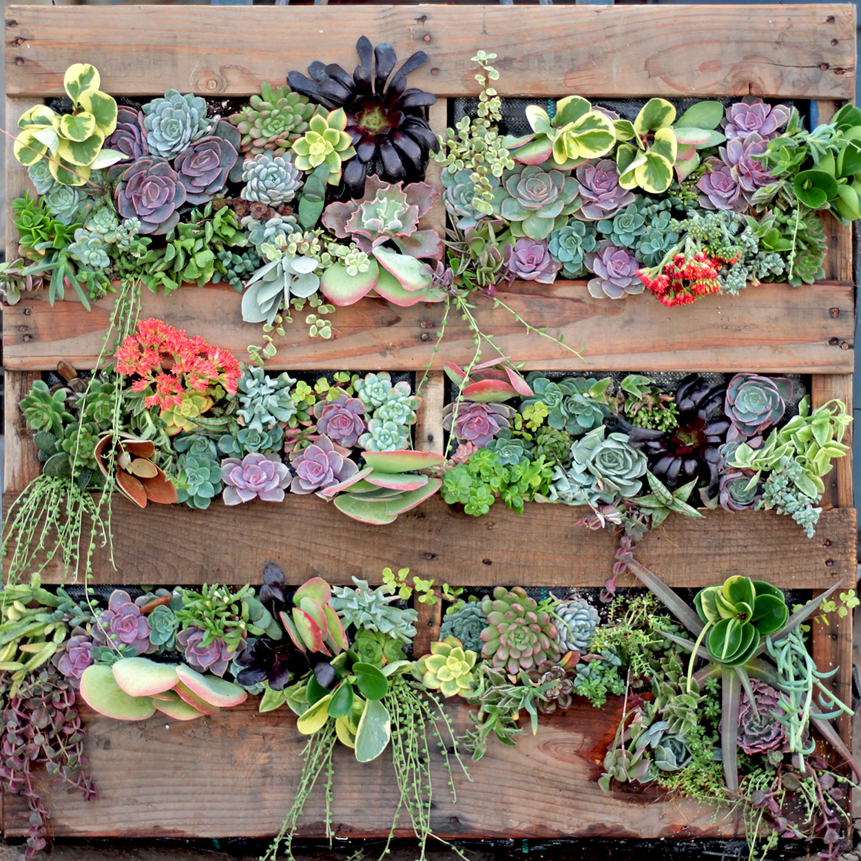 Diy Vertical Succulent Garden Fasci Garden