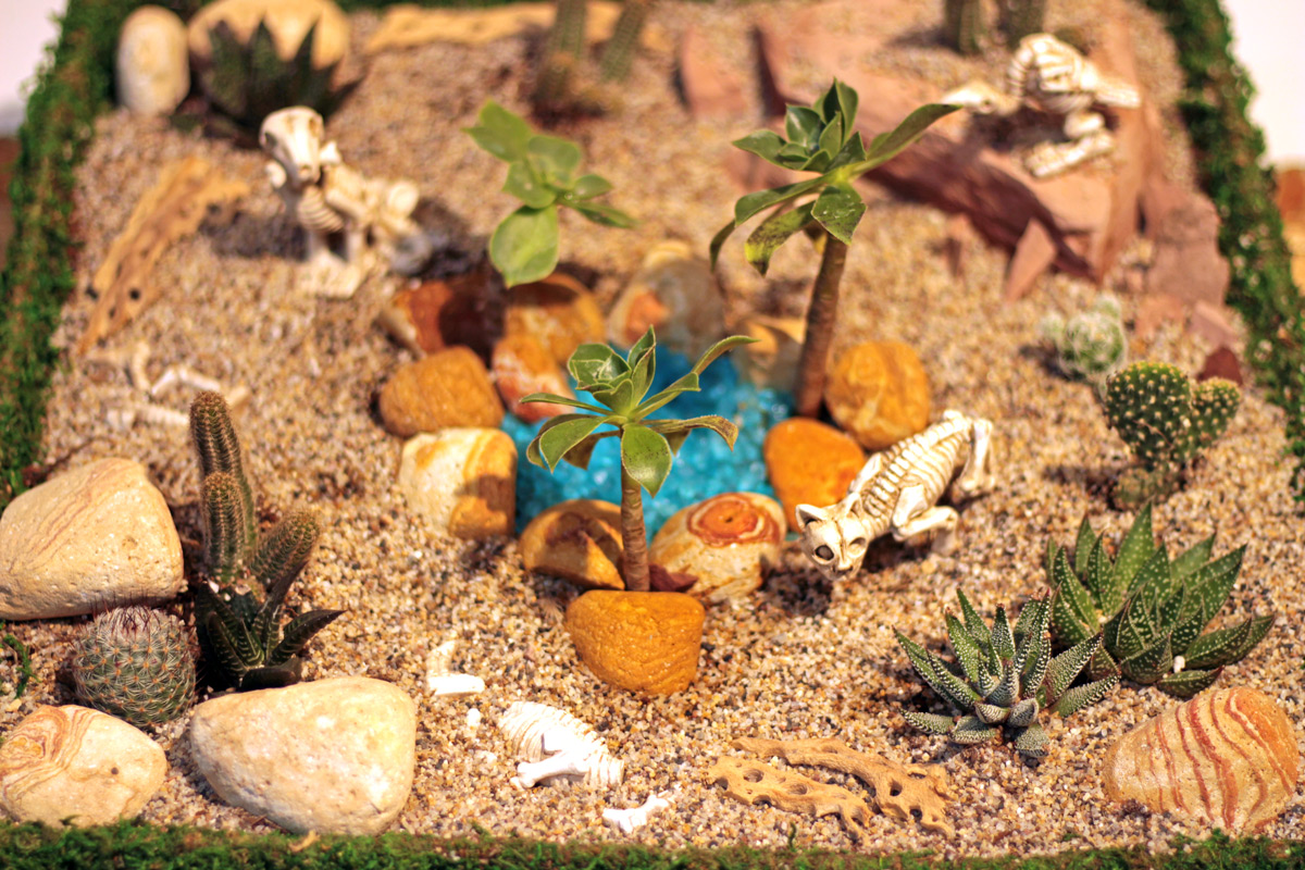 How to Make a Mini High Desert Cactus Garden 