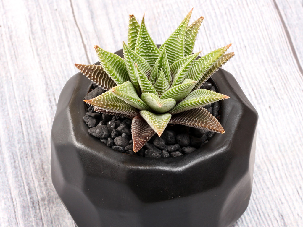 Haworthia, the ultimate indoor succulent