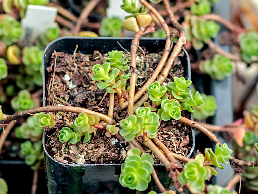 Semi-dormant Sedum spurium in winter