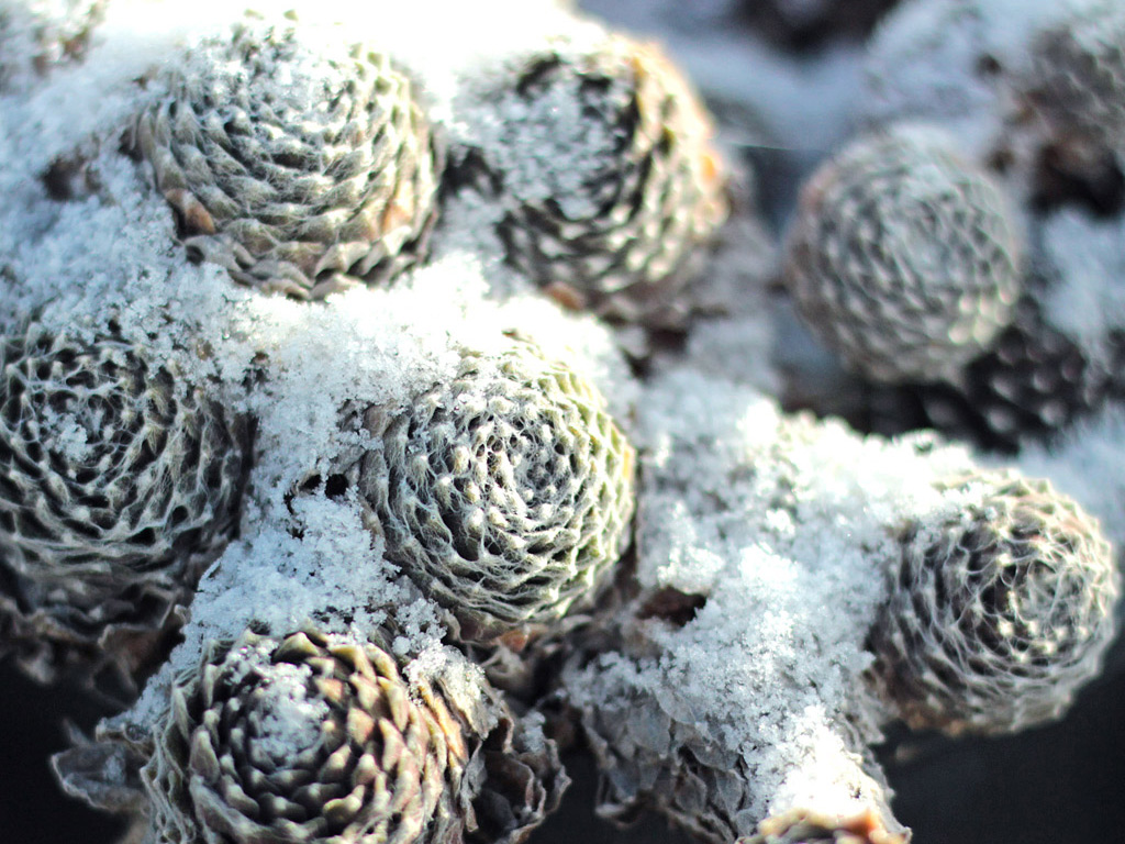 Frost hardy Sempervivum arachnoideum