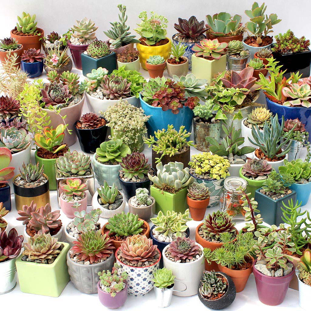 Pots for Indoor Succulents